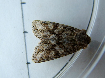 Brindled Green